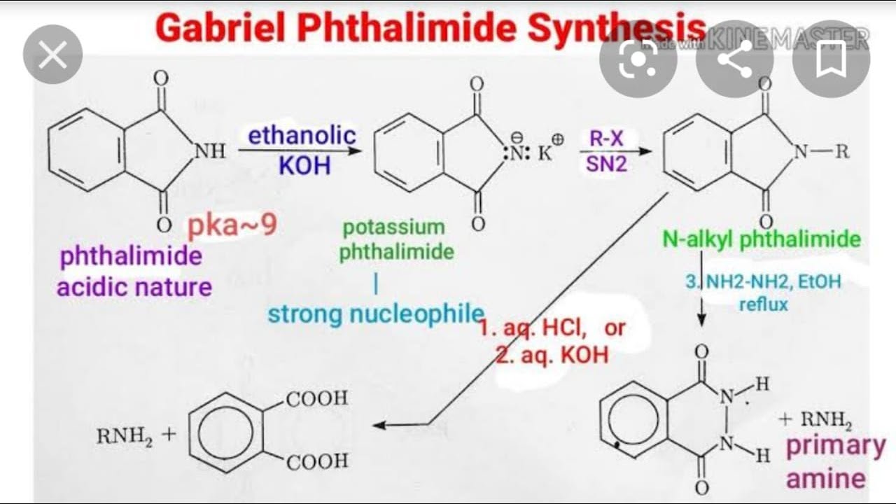Gabriel Synthesis Of Amino Acids