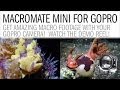 MACROMATE MINI - Get Stunning Macro Video Underwater with your GoPro Hero4, Hero3+ & Hero3