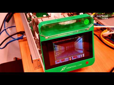 Researchers Get Human Brain Cells Running 'Doom!'