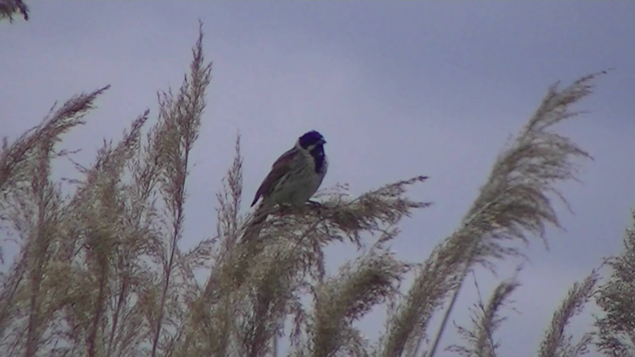 Reed bunting at middlewich flashes