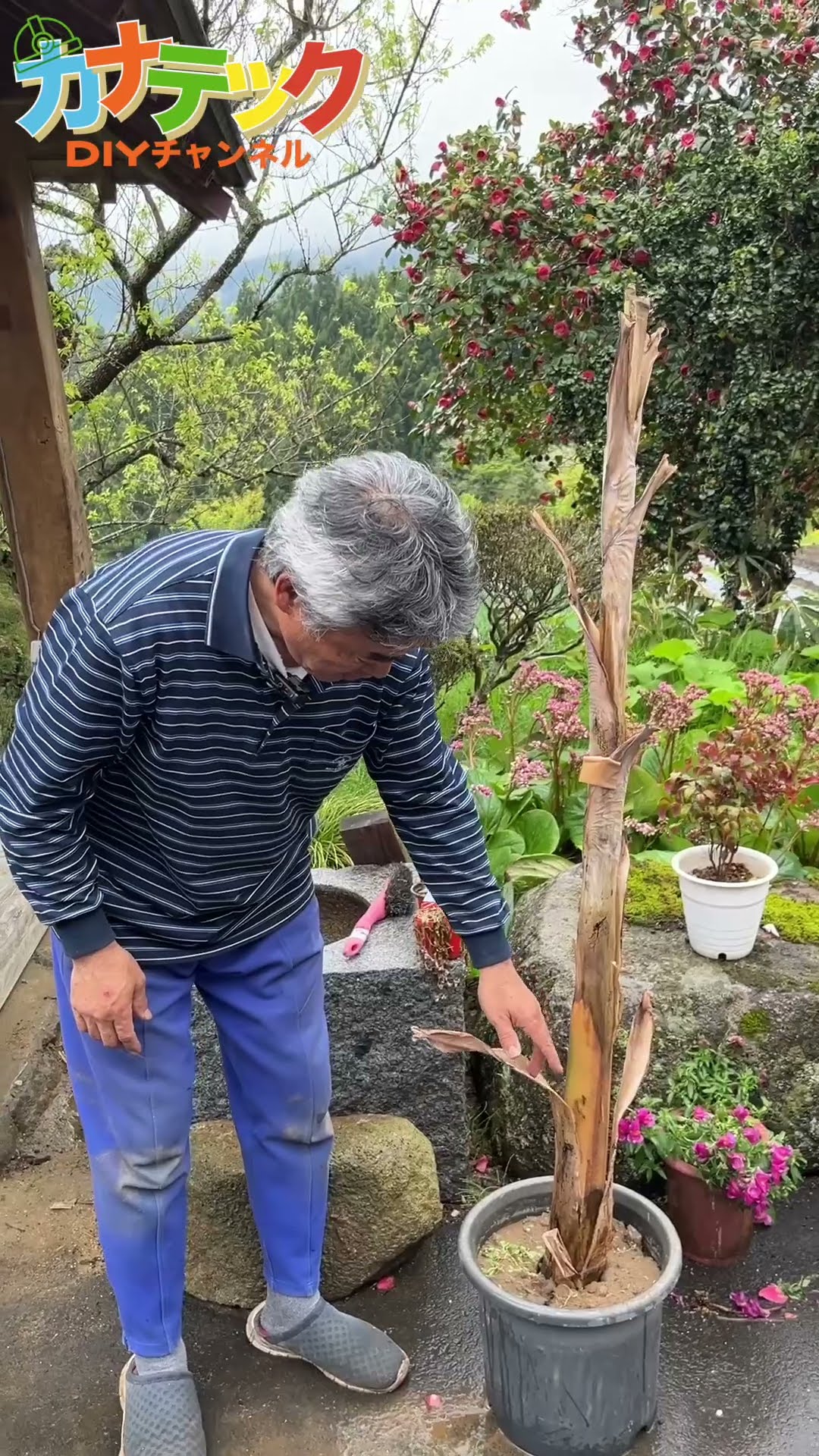 It's Alive] How the Bananas Are Doing #Farmer #Tohoku #CountryLife