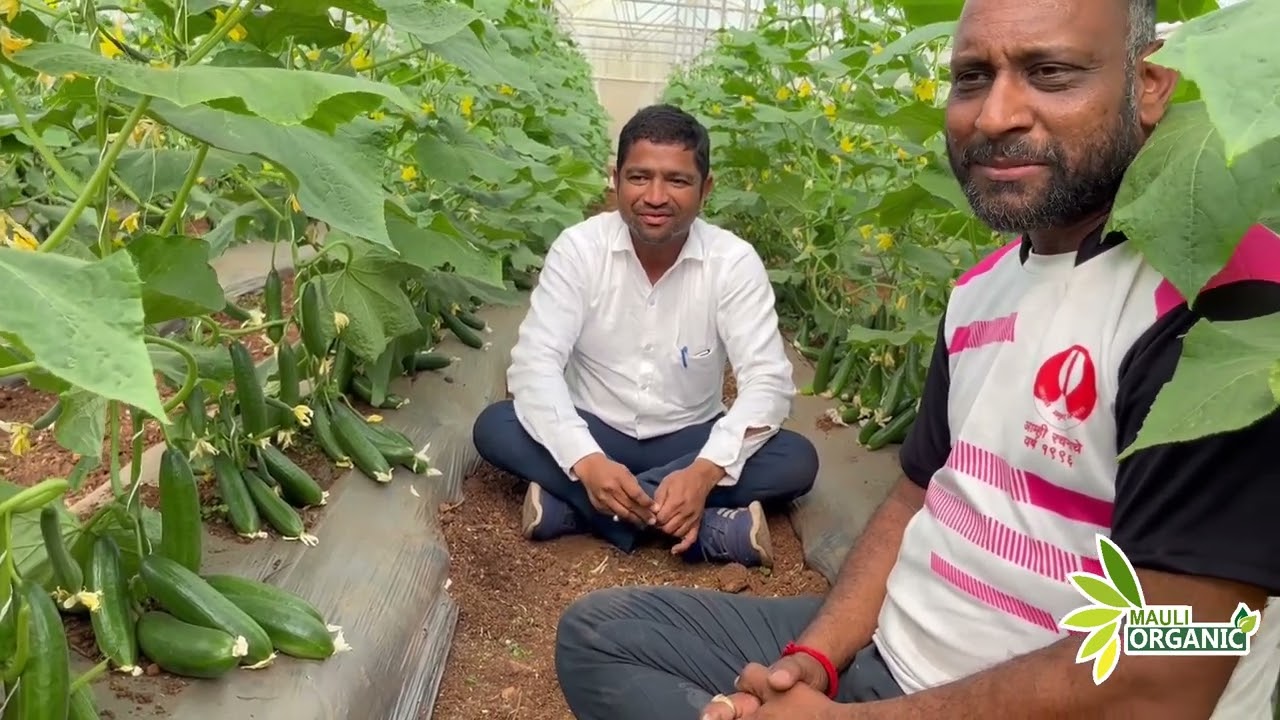 माऊली ऑरगॅनिक प्रा. लि. चे शेड्युल वापरून तयार केलेला काकडीचा प्लॉट..🥒