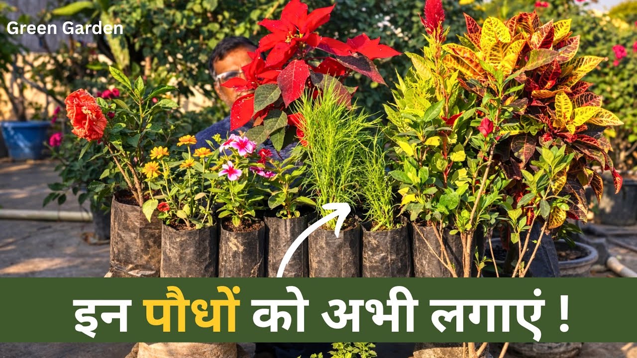 गलती मत करना! ये Plants अभी लगाएं