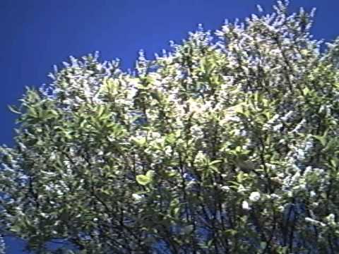 Video: Blühende Traubenkirsche - ein toller Anblick