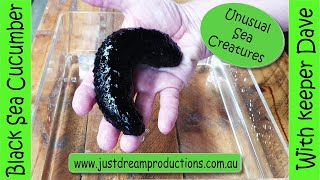 Black Sea Cucumber facts with Keper Dave. Discovering with Keeper Dave Sea Cucumber. screenshot 4