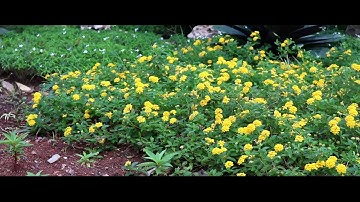 Tulus - Monokrom(Cover video clip)