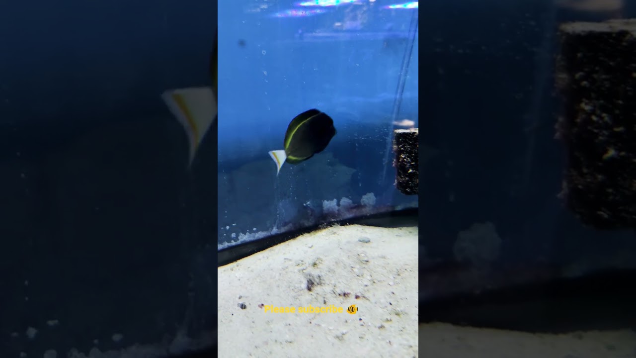 Gorgeous Coral angelfish and tang fish at Pet Store. 