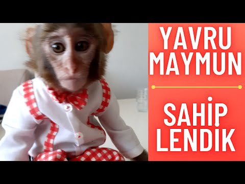 YAVRU MAYMUN SAHİPLENDİK ( CAFERLE TANIŞIYORUZ )