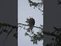 Eagle vs Mother Otter: Who Won? #wildjustice #animalstories #shorts
