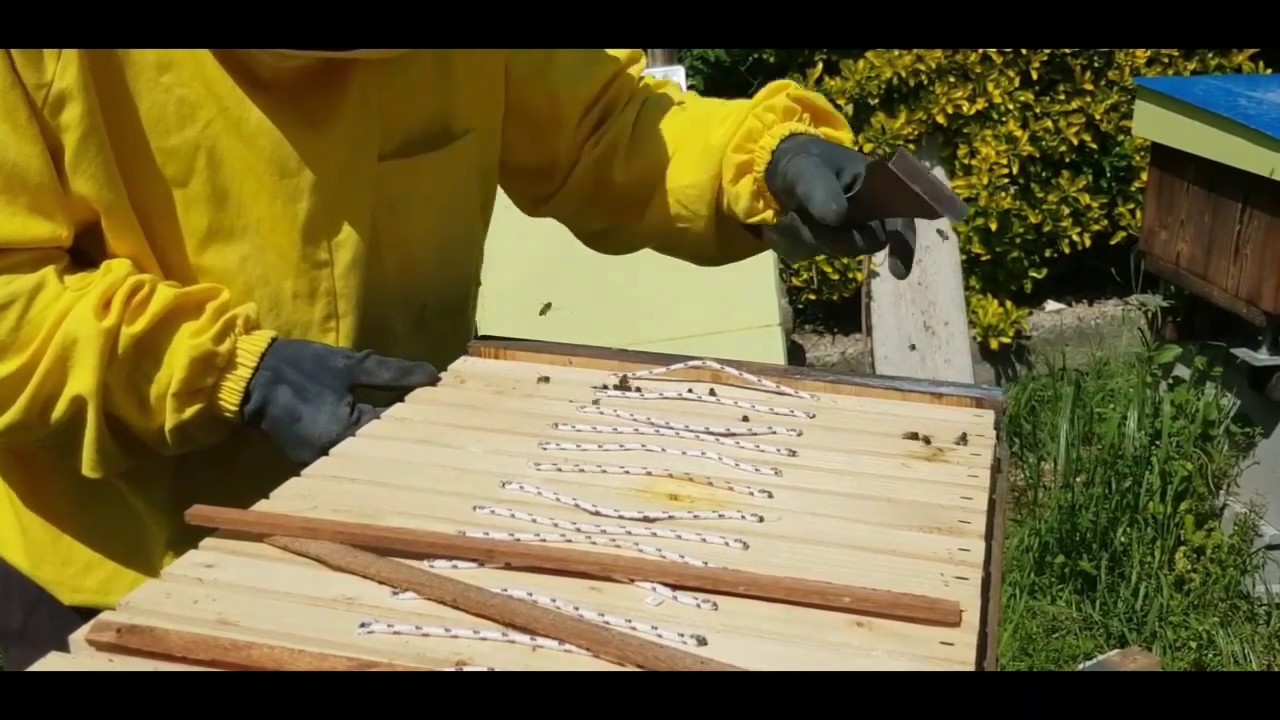 UNICA ISPEZIONE ANNUALE arnia Top bar