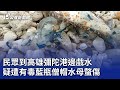 民眾到高雄彌陀港邊戲水 疑遭有毒藍瓶僧帽水母螫傷｜20240520 公視晚間新聞