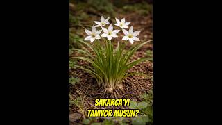 Toprağın Altındaki Lezzet Sakarcayı Doğru Tanıyor Musun? Ornithogalum Sigmoideum