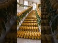 #which fruit is better#