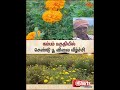 Flower | Price High | கம்பம் பகுதியில் செண்டு பூ விலை வீழ்ச்சி | Sun News