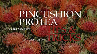 Cut Flower Edition: Pincushion Protea Tips & Tricks by Focus New York