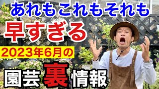 【元店長がばらす】2023年6月買って得する物、損する物教えます　　　【カーメン君】【園芸】【ガーデニング】【初心者】