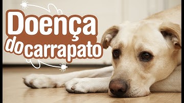 Doença do Carrapato - Sintomas, Tratamento e Prevenção