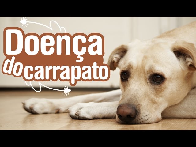 Doença do carrapato: como identificar, diagnosticar e tratar? Inova