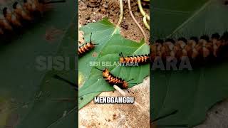 Do Caterpillars Make You Itch? This Is the Scientific Secret! 🐛😱