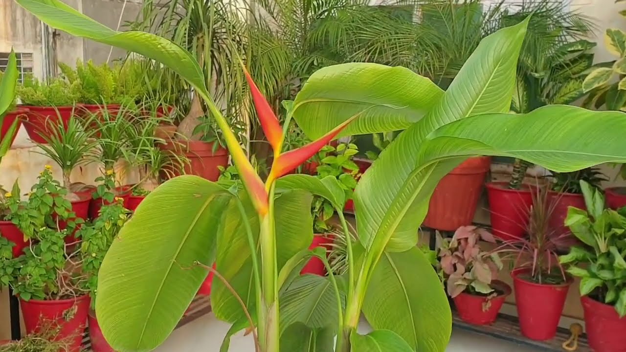 How to Grow and Care Lobster Claw Plant Fun Gardening YouTube