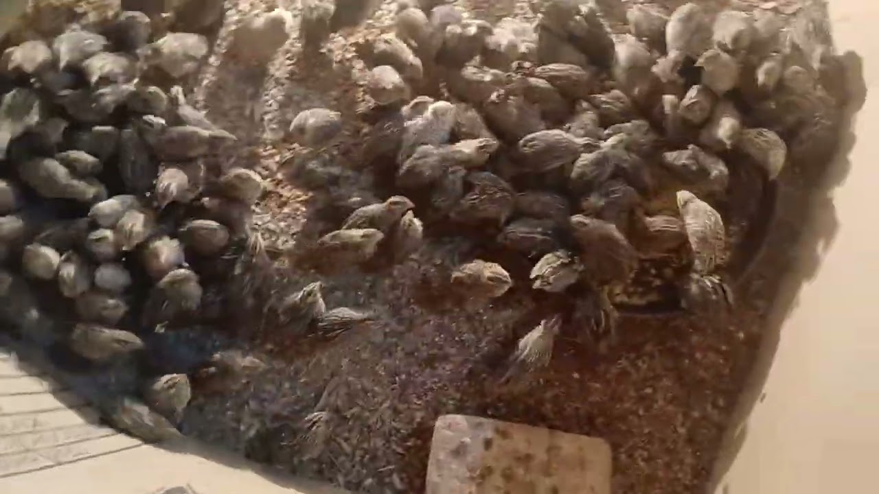 Batir k liay dasi khorak