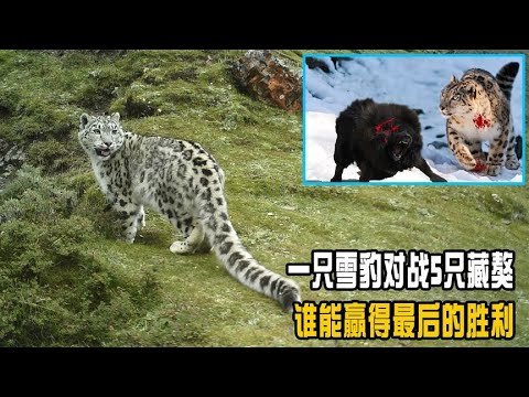 一只雪豹对战5只藏獒，过程惊心动魄，谁能赢得最后的胜利？