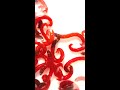 この虫をエサに綺麗な魚を釣る