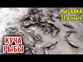 Рыбалка 31 декабря. Ловля белой рыбы зимой.