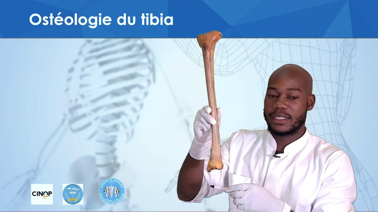 Le tibia expliqué avec un os humain