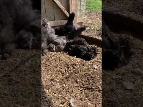 petco hours Silkie Chickens Take a Dust Bath