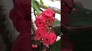 Flowers Khmer Cambodia In Battambang 14 March 2022