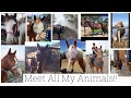 Meet My Horses And Other Pets!!!