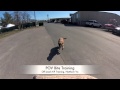 Protection and Detection Dog Training, Northern Virginia! Protection and Detection Dog Training, Northern Virginia!