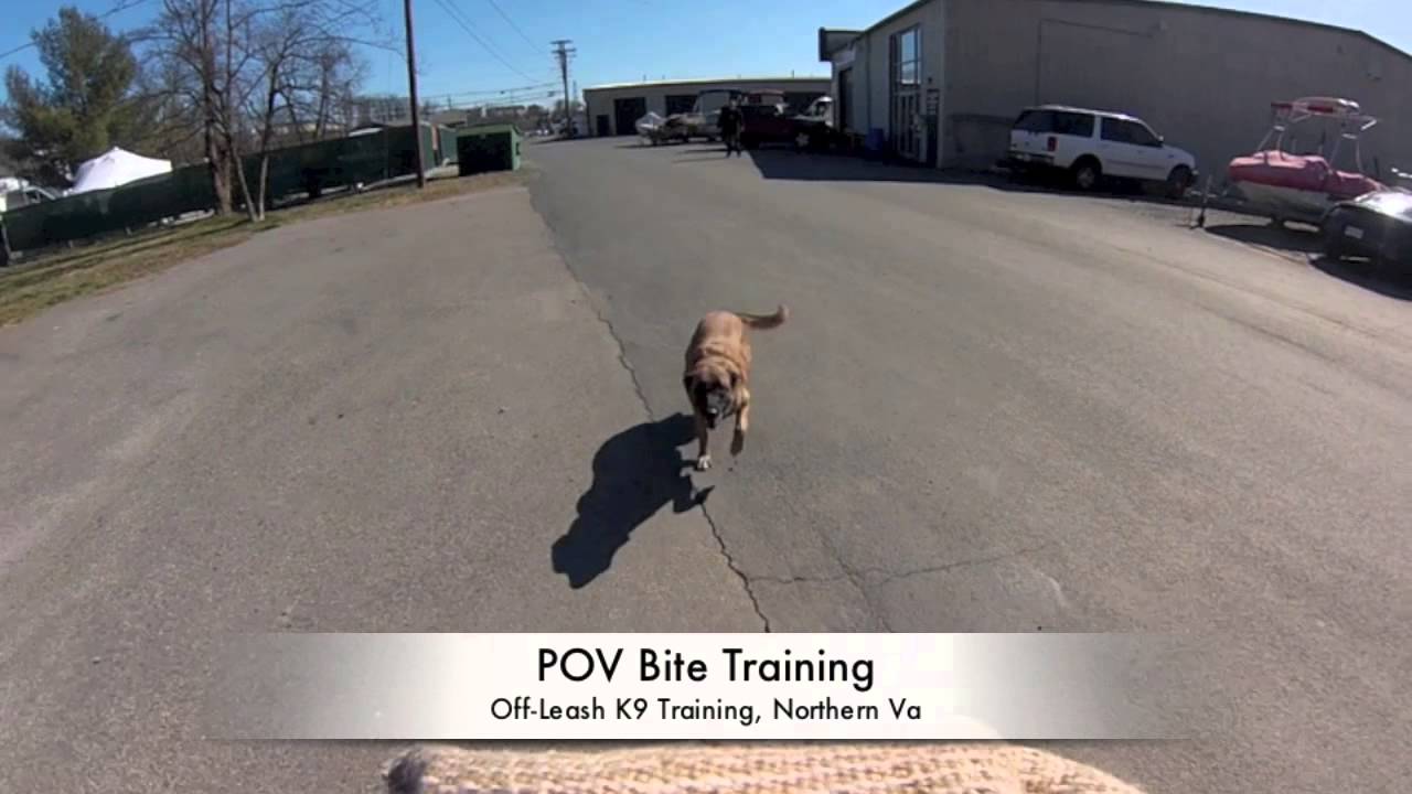 Protection and Detection Dog Training, Northern Virginia! YouTube