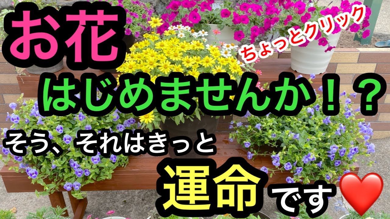 お花始めませんか⁉️』そう、それはきっと運命です🌸🌸🌸 - YouTube