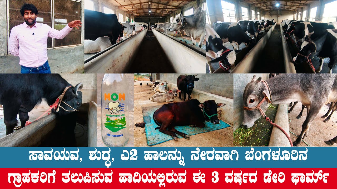 3 Year Old Dairy Farm Starting to DELIVER FRESH ORGANIC MILK of HF Cows