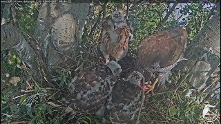 2017/06/03 09h40m Latvian Goshawk~Margo is feeding the chicks~