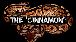 The 'Cinnamon' Ball Python