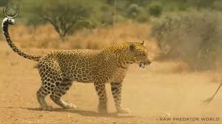 What Happens When a Leopard Flushes Out a Warthog?