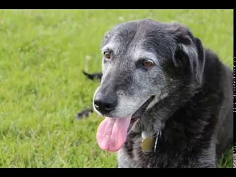 वीडियो: हिप डिसप्लेसिया अधिनियम के साथ एक कुत्ता कैसे होता है?