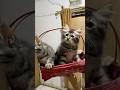 #cat #catvideos #kitten #funnycats #o #cute #animalintelligence #aiandcats #animals #aicats