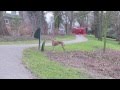 Spanish greyhound wants to play with other dogs in the park の動画、YouTube動画。
