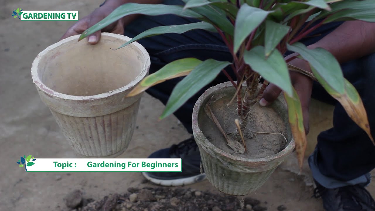 How To Repot House plants very easy method YouTube