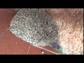 Spina my first hedgehog