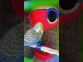 my budgies Bird day 2
