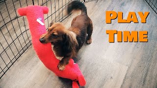 Mini Dachshund Play Time Cute Dog Video 4K