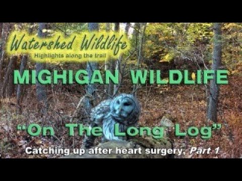 Michigan Wildlife on The Long Log