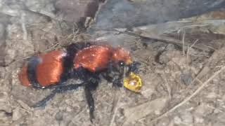 Pet velvet ant