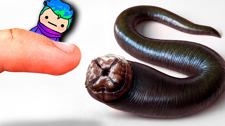 Conseguí una Sanguijuela de Mascota (sí, en serio)🐍🙊💀 / Carlos Infinito REACCIONA TerraVerde Español