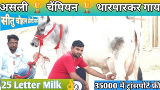 25 Letter Milk 👌 असली गारंटी वाली 🏆 चैंपियन 🏆 थारपारकर गाय 🎉 Most Beautiful ❤️ Tharparkar Cow